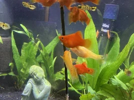 Fish love lollipops