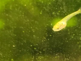 Pearl Gourami Surprise Fry