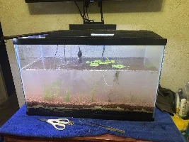 Erin’s 29 gallon tank journal