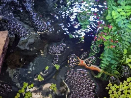 My Fish Room and Fish