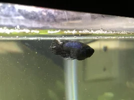 Slime coat or something else?