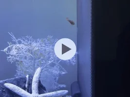 Cherry barbs swimming strange
