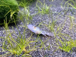 Injured corydora