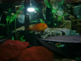 My tank and Cichlids