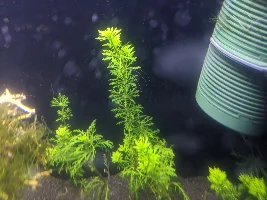 A place 4 my questions & ponderings as I build a 34 Gallons (127L) tank