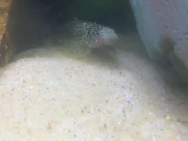 Help! My hillstream loach has skin peeling-off