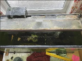 Single kuhli loach in otherwise empty 20 gal aquarium (what to feed?)
