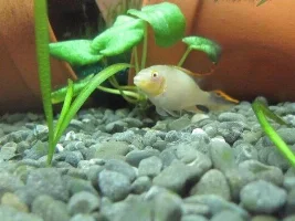 Aug 2011 Fish Of The Month Entries