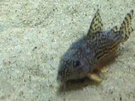 ONLY sterbai corydoras infected