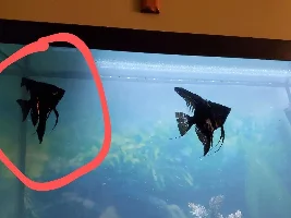 Angelfish not eating and short white poop