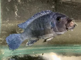 Help! My fish is ill, any ideas on how to treat it?