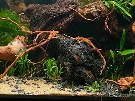 Aquatopia - 6x2x2 Low-Med Light, High Tech Nature Aquarium