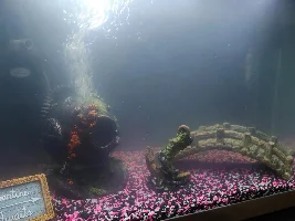 Hazy Tank
