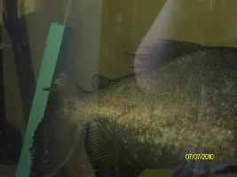 3 Red Belly Pacus Are Attacking My Biggest Pacus!