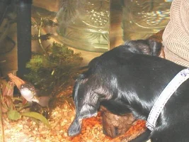 My little doggie checking out a puffer
