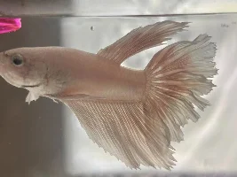 Angel update week 2