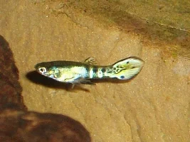 Tiger Hybrid Endlers