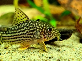 Cories, lots of cories.