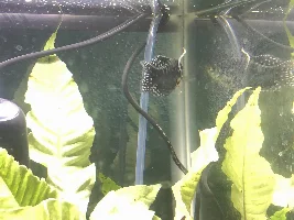 Gourami with white poop