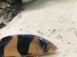 Clown loaches poorly