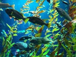 Ripley's Aquarium of Canada 2025