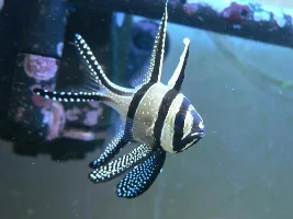 My Tank