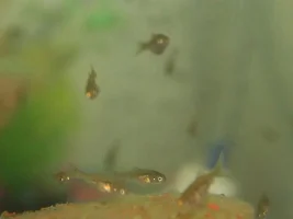 What Are These Fry?