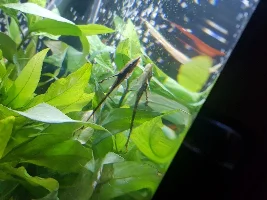 22 gallon community tank