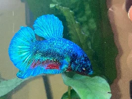 Betta help tropical fish emergency