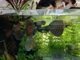 Iti and her love for TFF and all things fish