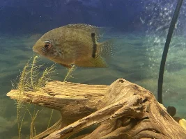 I was wondering why it is bloated?