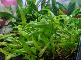 Cryptocoryne Beckettii