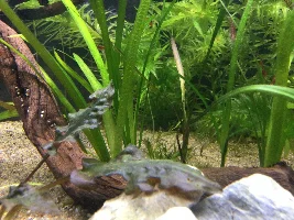 Aquascaper 20g