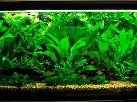 Spike in Nitrates and Water not clearing
