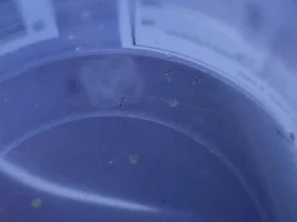 Help! My cories spawned! What do I do??