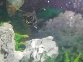 Black Molly and Fungus?