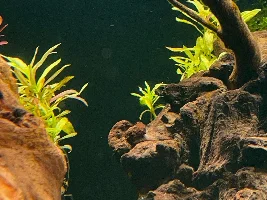 Aquatopia - 6x2x2 Low-Med Light, High Tech Nature Aquarium