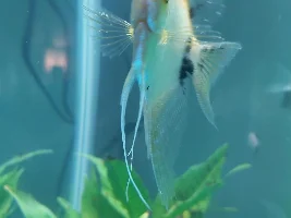 Does my angelfish have ich? (Pics posted)