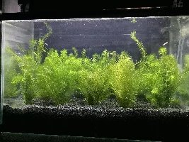 Is it possible to set up a cheap high-tech aquarium?