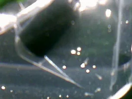 Bronze Cories - Update