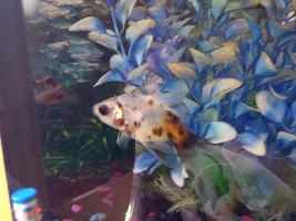 1 year of fish keeping!!