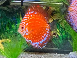 Discus keepers?