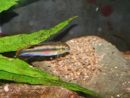 Pelvicachromis pulcher wild caught 'kribs' with young