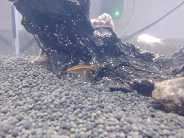 New to group, need help identifying fish.