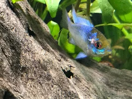 Electric Blue Ram - looks like fungus or hole in the head