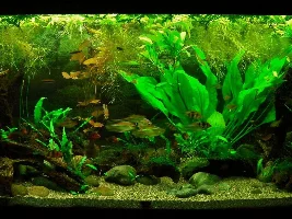 Beginner scaping help