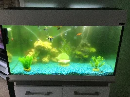 new member here