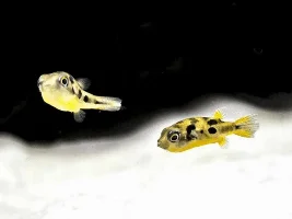 pea puffer tank