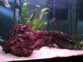 My Updated Aquarium