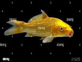 Have you kept gold koi before?
